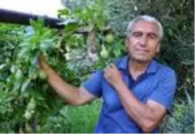Hobi olarak yetiştirmeye başladığı çarkıfelek meyvelerinin kilosunu 100 liradan satıyor Hobi olarak yetiştirmeye başladığı çarkıfelek meyvelerinin kilosunu 100 liradan satıyor