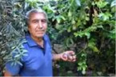 Hobi olarak yetiştirmeye başladığı çarkıfelek meyvelerinin kilosunu 100 liradan satıyor Hobi olarak yetiştirmeye başladığı çarkıfelek meyvelerinin kilosunu 100 liradan satıyor