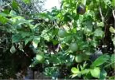 Hobi olarak yetiştirmeye başladığı çarkıfelek meyvelerinin kilosunu 100 liradan satıyor Hobi olarak yetiştirmeye başladığı çarkıfelek meyvelerinin kilosunu 100 liradan satıyor