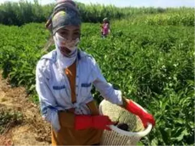 Savaş, öğretmen olma hayalini yok etti Savaş, öğretmen olma hayalini yok etti