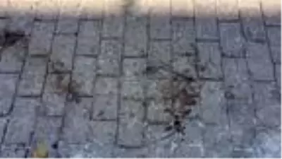 Site yöneticisi, gelir gider hesapları nedeniyle tartıştığı eski yöneticiyi bıçakladı