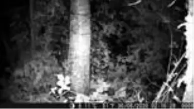 Yiyecek arayan ayı fotokapanla görüntülendi Yiyecek arayan ayı fotokapanla görüntülendi