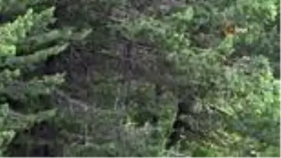 Yola çıkan ayıyı böyle görüntülediler Yola çıkan ayıyı böyle görüntülediler
