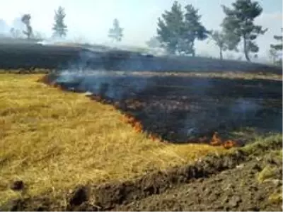Anız yangını ormana sıçradı