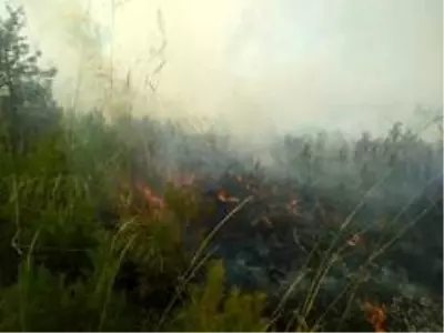 Anız yangını ormana sıçradı Anız yangını ormana sıçradı