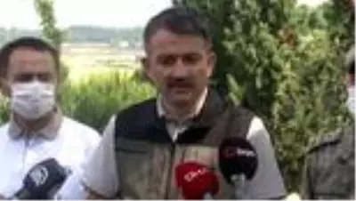 Bakan Pakdemirli: 'Çanakkale'de 450 hektar alan etkilendi. Bakan Pakdemirli: 'Çanakkale'de 450 hektar alan etkilendi.