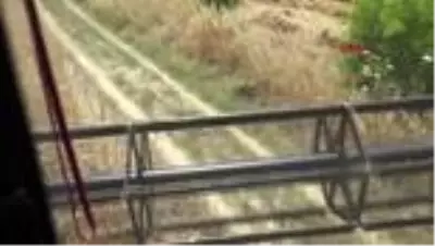 ÇANAKKALE Çiftçi, yangından mal kaçırdı ÇANAKKALE Çiftçi, yangından mal kaçırdı