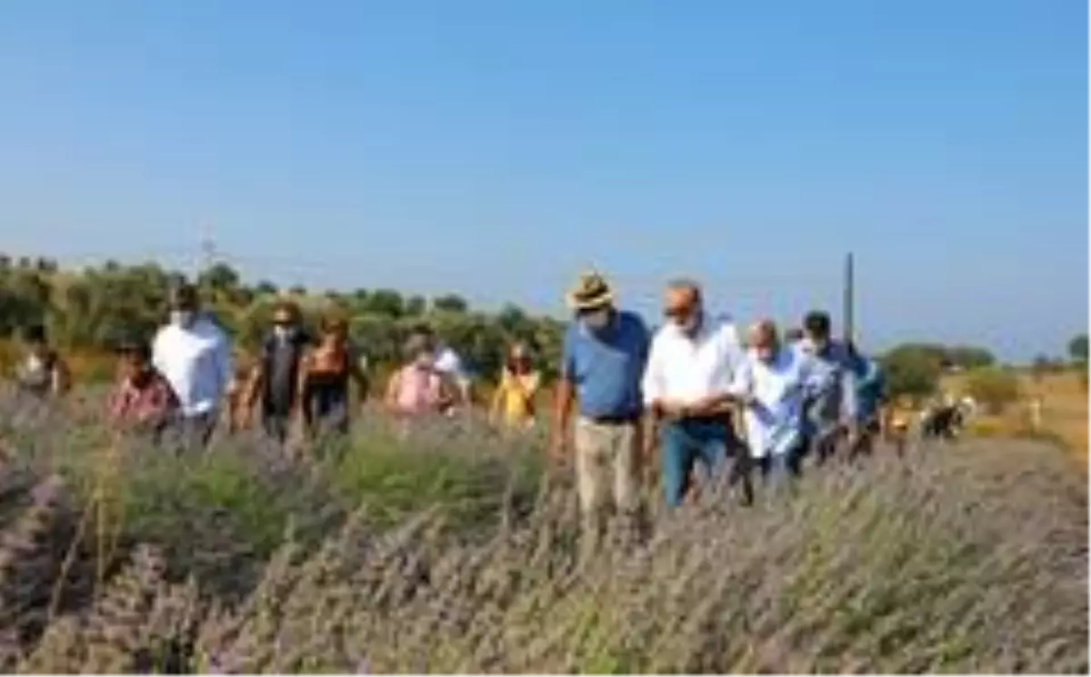 Didim'de sezonun ilk lavanta hasadı yapıldı