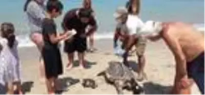 Didim ve Kuşadası'nda 2 ölü deniz kaplumbağası bulundu Didim ve Kuşadası'nda 2 ölü deniz kaplumbağası bulundu