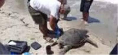 Didim ve Kuşadası'nda 2 ölü deniz kaplumbağası bulundu Didim ve Kuşadası'nda 2 ölü deniz kaplumbağası bulundu