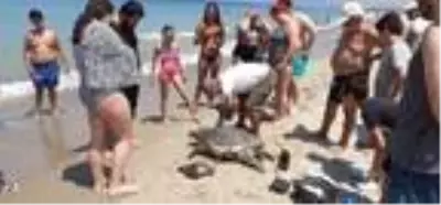 Didim ve Kuşadası'nda 2 ölü deniz kaplumbağası bulundu Didim ve Kuşadası'nda 2 ölü deniz kaplumbağası bulundu