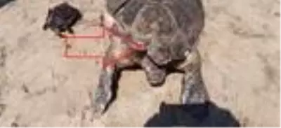 Didim ve Kuşadası'nda 2 ölü deniz kaplumbağası bulundu Didim ve Kuşadası'nda 2 ölü deniz kaplumbağası bulundu