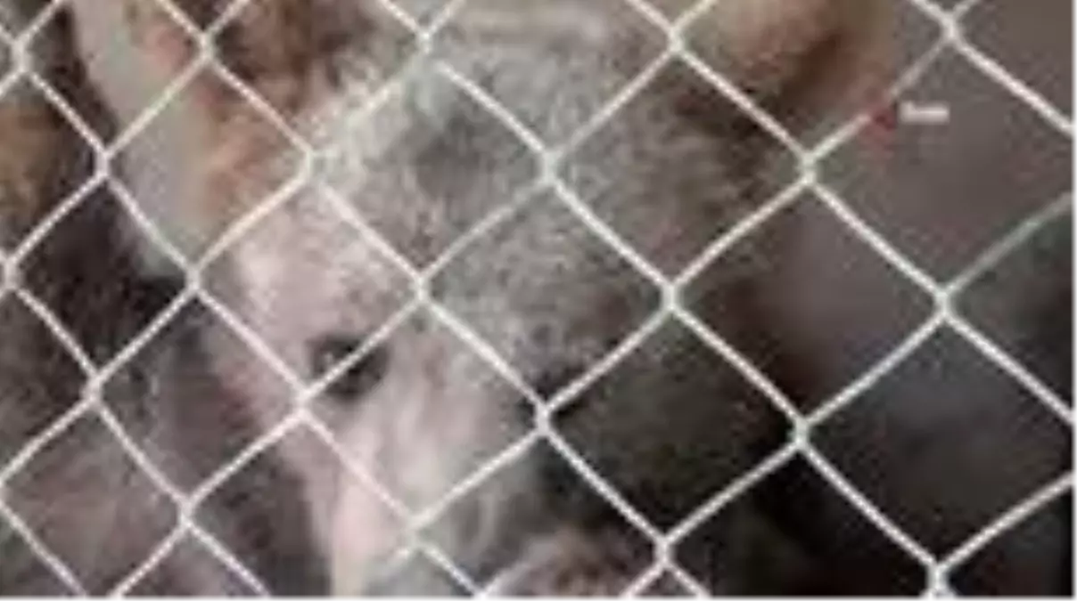Dogada Yarali Bulunan Yavru Ayilar Laktozsuz Sut Bal Provitamin Ile Besleniyor Haberler Haber Ofisi