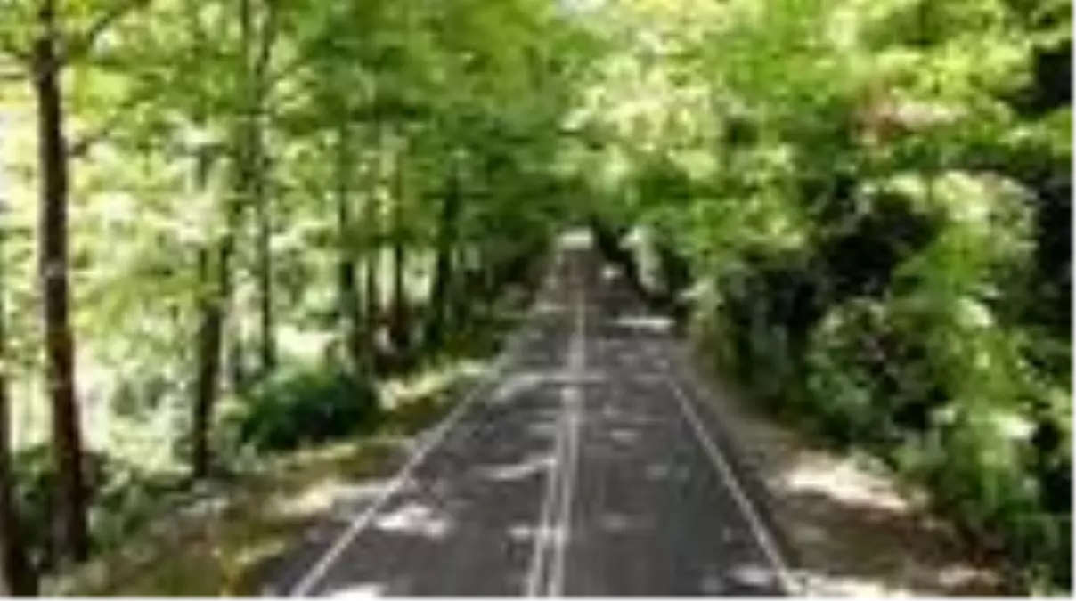 Dogal Agac Tunelli Yol Kendisine Hayran Birakiyor Karabuk