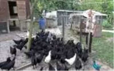 Emekli astsubay mini hayvanat bahçesi kurdu