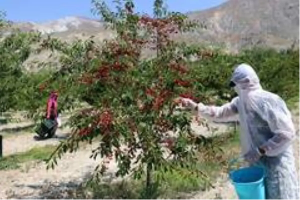 Erzincan'da 95 ülkeye ihracatı yapılan vişnenin hasadı başladı