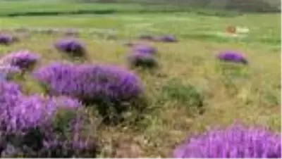 Fotoğraf tutkunları Şırnak yaylalarına koştu
