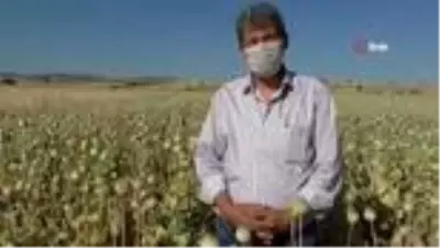 Hüyük’te üreticinin yüzü çilekten sonra haşhaşla da güldü