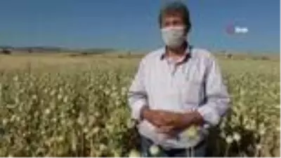 Hüyük'te üreticinin yüzü çilekten sonra haşhaşla da güldü
