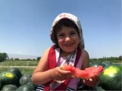 Iğdır'da bal küpü hasadı başladı Iğdır'da bal küpü hasadı başladı