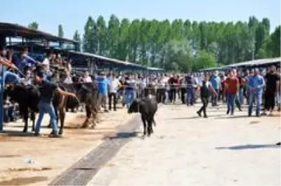 Kurban pazarında hareketli anlar yaşandı