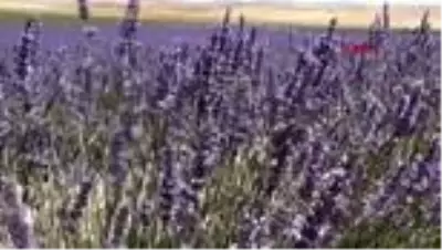 Niğde'de lavanta heyecanı Niğde'de lavanta heyecanı