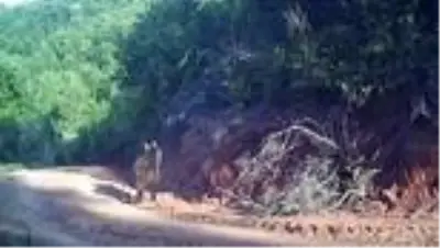 Yaban hayatı fotokapanla görüntülendi Yaban hayatı fotokapanla görüntülendi