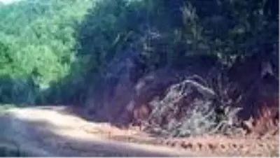 Yaban hayatı fotokapanla görüntülendi Yaban hayatı fotokapanla görüntülendi