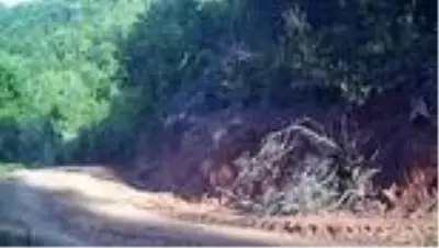 Yaban hayatı fotokapanla görüntülendi Yaban hayatı fotokapanla görüntülendi
