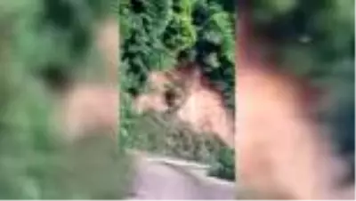 Yaban hayatı fotokapanla görüntülendi Yaban hayatı fotokapanla görüntülendi