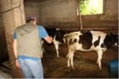 14 büyükbaş hayvanın öldüğü köyde incelemeler sürüyor 14 büyükbaş hayvanın öldüğü köyde incelemeler sürüyor