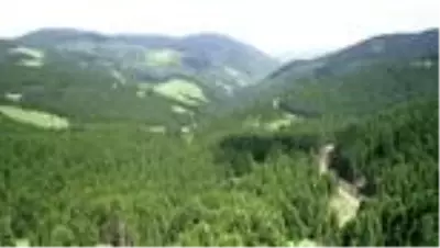 Çam ormanlarının huzur verdiği Kümbet Yaylası cezbediyor.