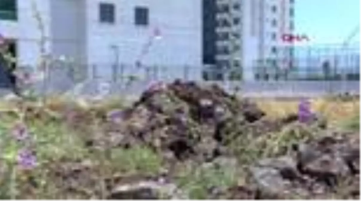 Diyarbakır'da hatmi çiçeği bolluğu