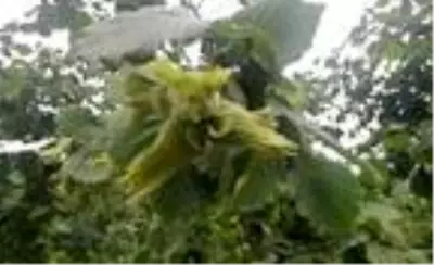 Fındık üreticisinin gözü taban fiyatta