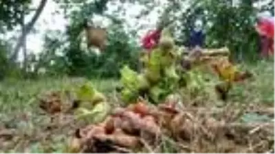 Fındık üreticisinin gözü taban fiyatta