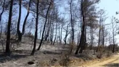 Gelibolu'yu yangından sonra ikinci tehlike bekliyor... Gelibolu'yu yangından sonra ikinci tehlike bekliyor...