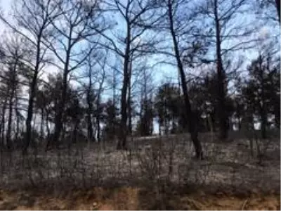 Gelibolu'yu yangından sonra ikinci tehlike bekliyor... Gelibolu'yu yangından sonra ikinci tehlike bekliyor...
