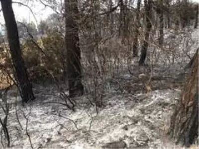 Gelibolu'yu yangından sonra ikinci tehlike bekliyor... Gelibolu'yu yangından sonra ikinci tehlike bekliyor...