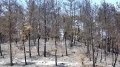 Gelibolu'da yangından sonra ikinci tehlike! Dereler temizlenmezse köyler ve tarlalar sular altında kalabilir Gelibolu'da yangından sonra ikinci tehlike! Dereler temizlenmezse köyler ve tarlalar sular altında kalabilir