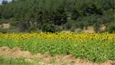 Gelibolu'yu yangından sonra ikinci tehlike bekliyor... Gelibolu'yu yangından sonra ikinci tehlike bekliyor...