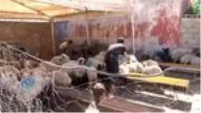 Güneydoğu'dan batı illerine kurbanlık sevkiyatı başladı Güneydoğu'dan batı illerine kurbanlık sevkiyatı başladı