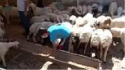 Güneydoğu'dan batı illerine kurbanlık sevkiyatı başladı Güneydoğu'dan batı illerine kurbanlık sevkiyatı başladı