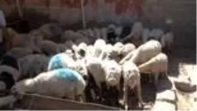 Güneydoğu'dan batı illerine kurbanlık sevkiyatı başladı Güneydoğu'dan batı illerine kurbanlık sevkiyatı başladı