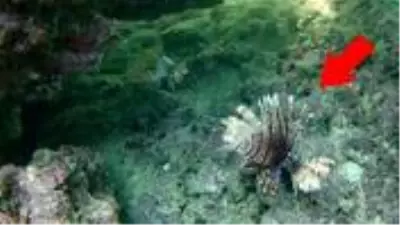 Hobi amaçlı görüntüleme yaparken Antalya'da dünyanın en zehirli balığını kaydetti Hobi amaçlı görüntüleme yaparken Antalya'da dünyanın en zehirli balığını kaydetti