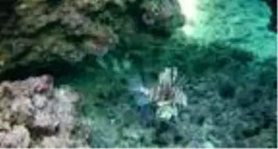 Hobi amaçlı görüntüleme yaparken Antalya'da dünyanın en zehirli balığını kaydetti