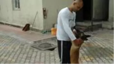 Kahramanmaraş'ta çalınan 'Pablo' isimli köpek Hatay'da bulundu Kahramanmaraş'ta çalınan 'Pablo' isimli köpek Hatay'da bulundu