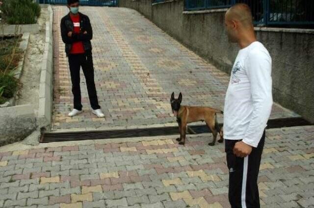 Kahramanmaraş'ta çalınan 'Pablo' isimli köpek Hatay'da bulundu Kahramanmaraş'ta çalınan 'Pablo' isimli köpek Hatay'da bulundu
