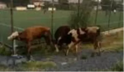 Kayıp danalar, halı sahanın soyunma odasında bulundu Kayıp danalar, halı sahanın soyunma odasında bulundu