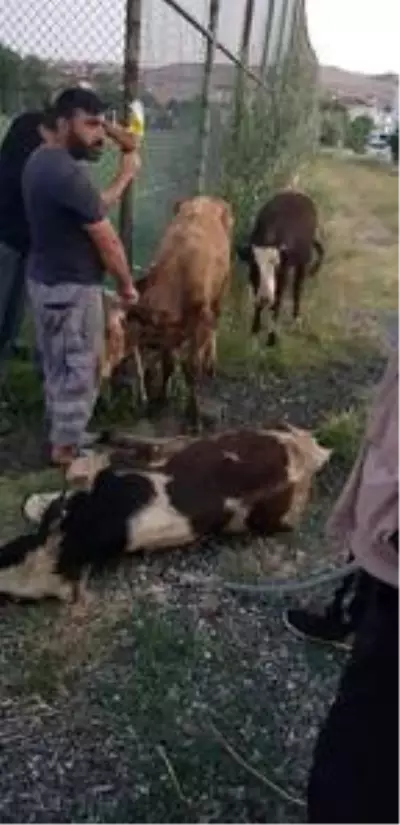 Kayıp danalar, halı sahanın soyunma odasında bulundu Kayıp danalar, halı sahanın soyunma odasında bulundu