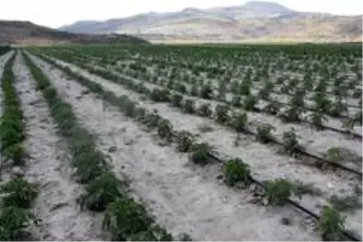 Son Dakika | Kocasinan, Türkiye tarımının başkenti olacak Son Dakika | Kocasinan, Türkiye tarımının başkenti olacak